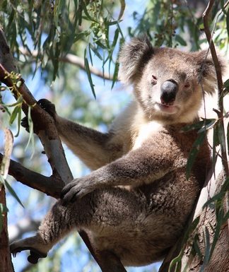 Koala-ty time